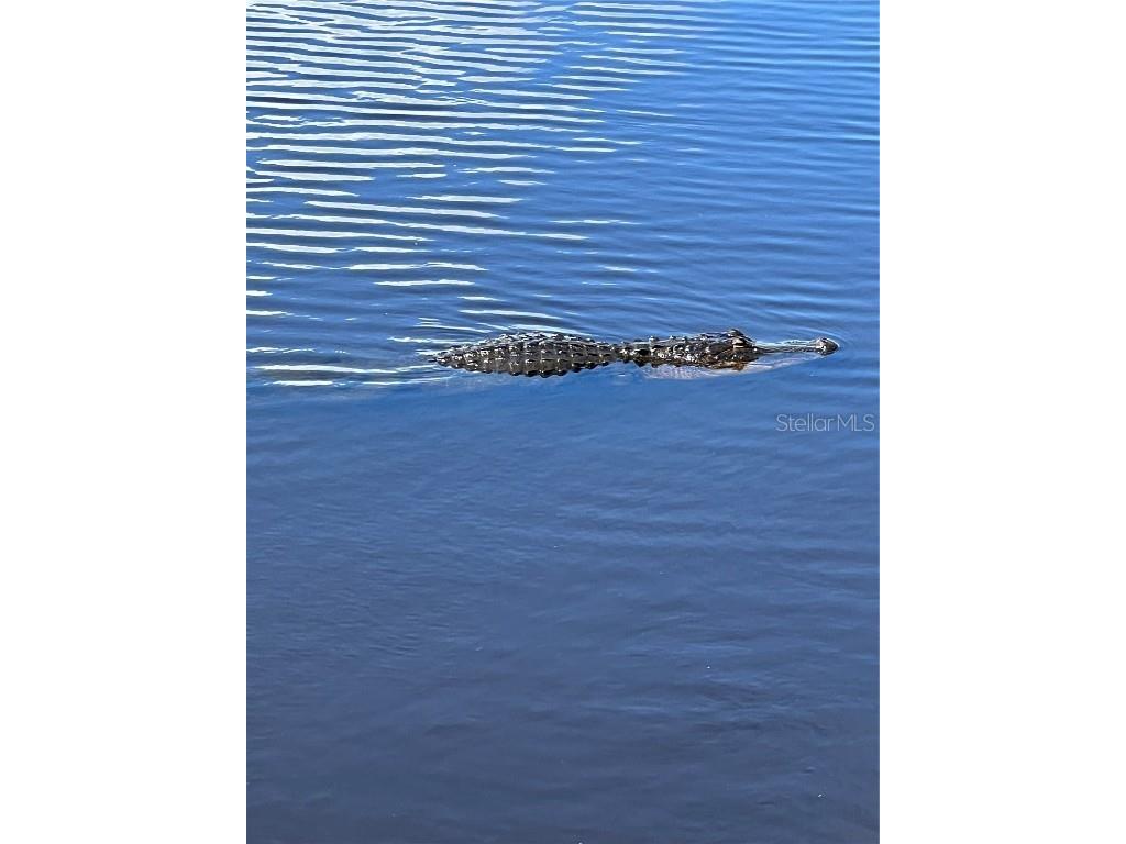 418 Cerromar Court #261 Venice FL 34293 N6141462 image68