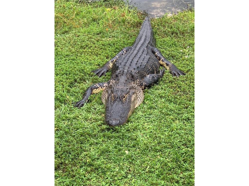 418 Cerromar Court #261 Venice FL 34293 N6141462 image71