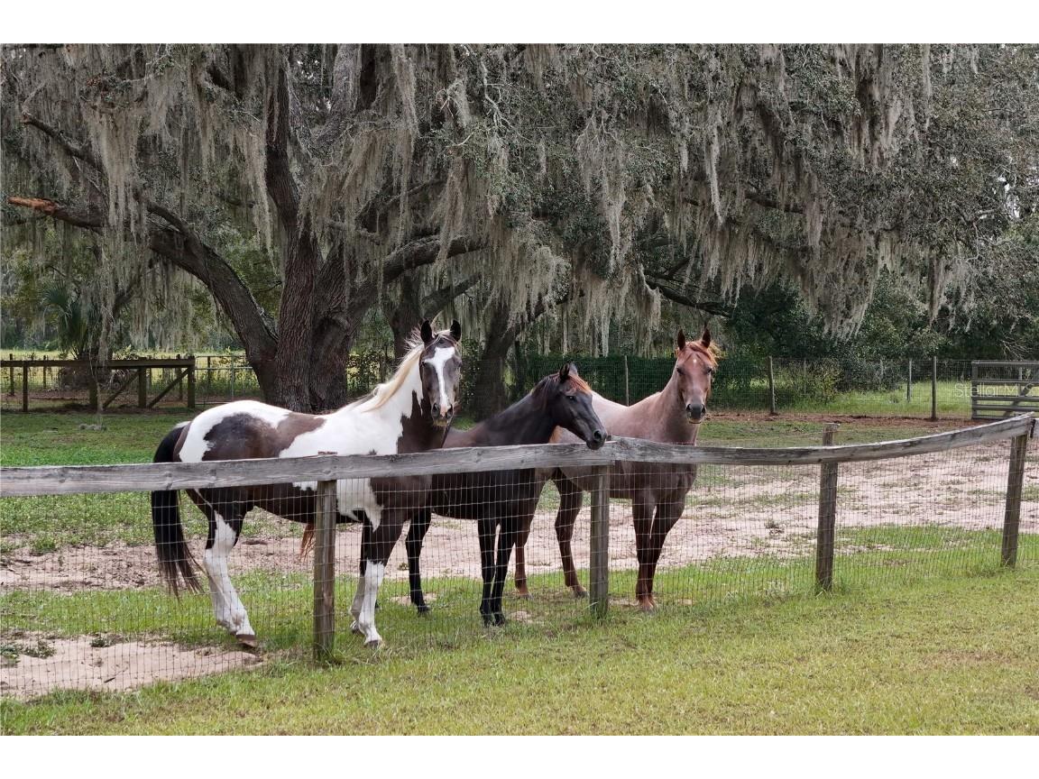 41812 Catbrier Lane Umatilla FL 32784 G5102848 image51