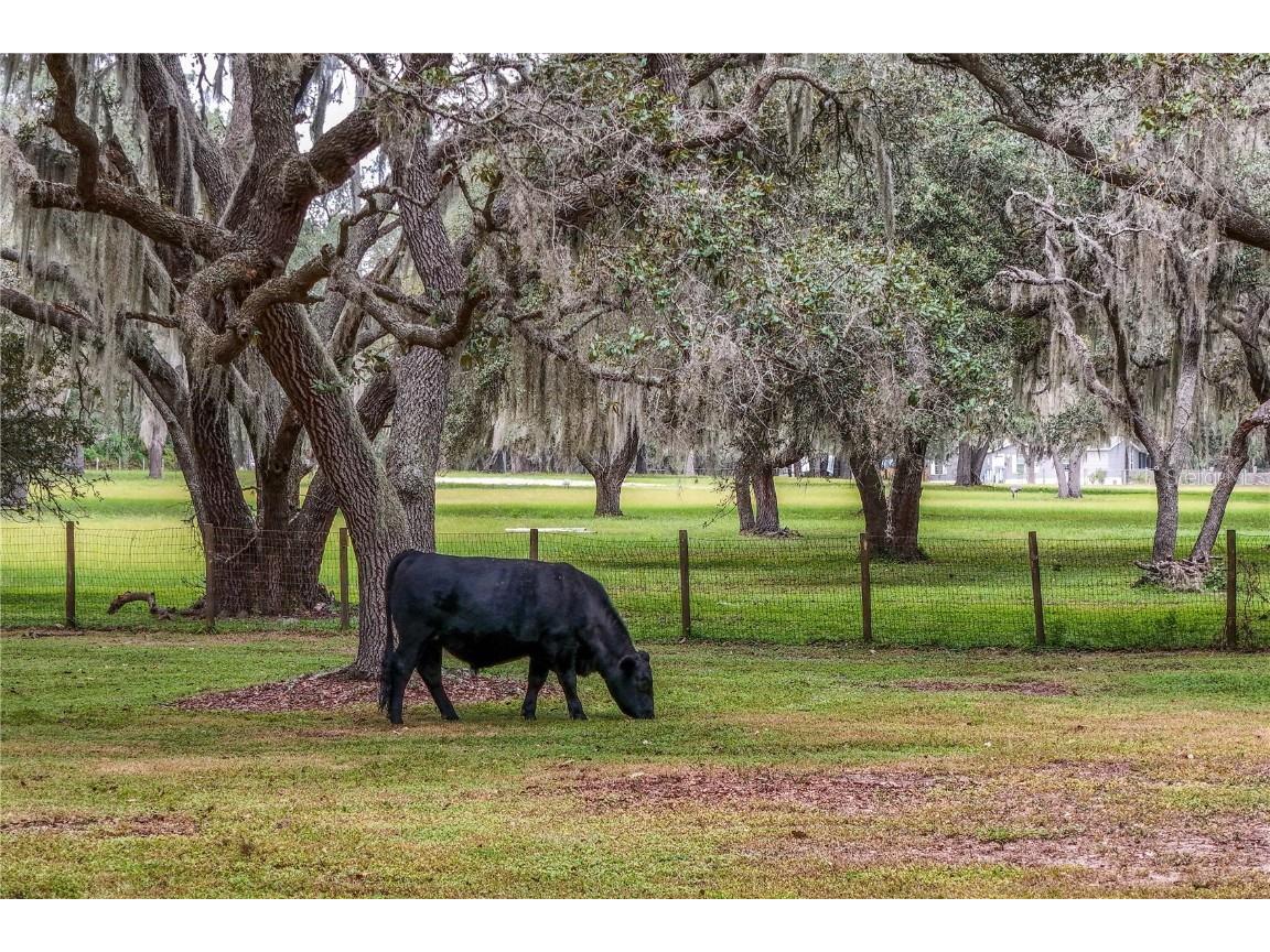 41812 Catbrier Lane Umatilla FL 32784 G5102848 image60