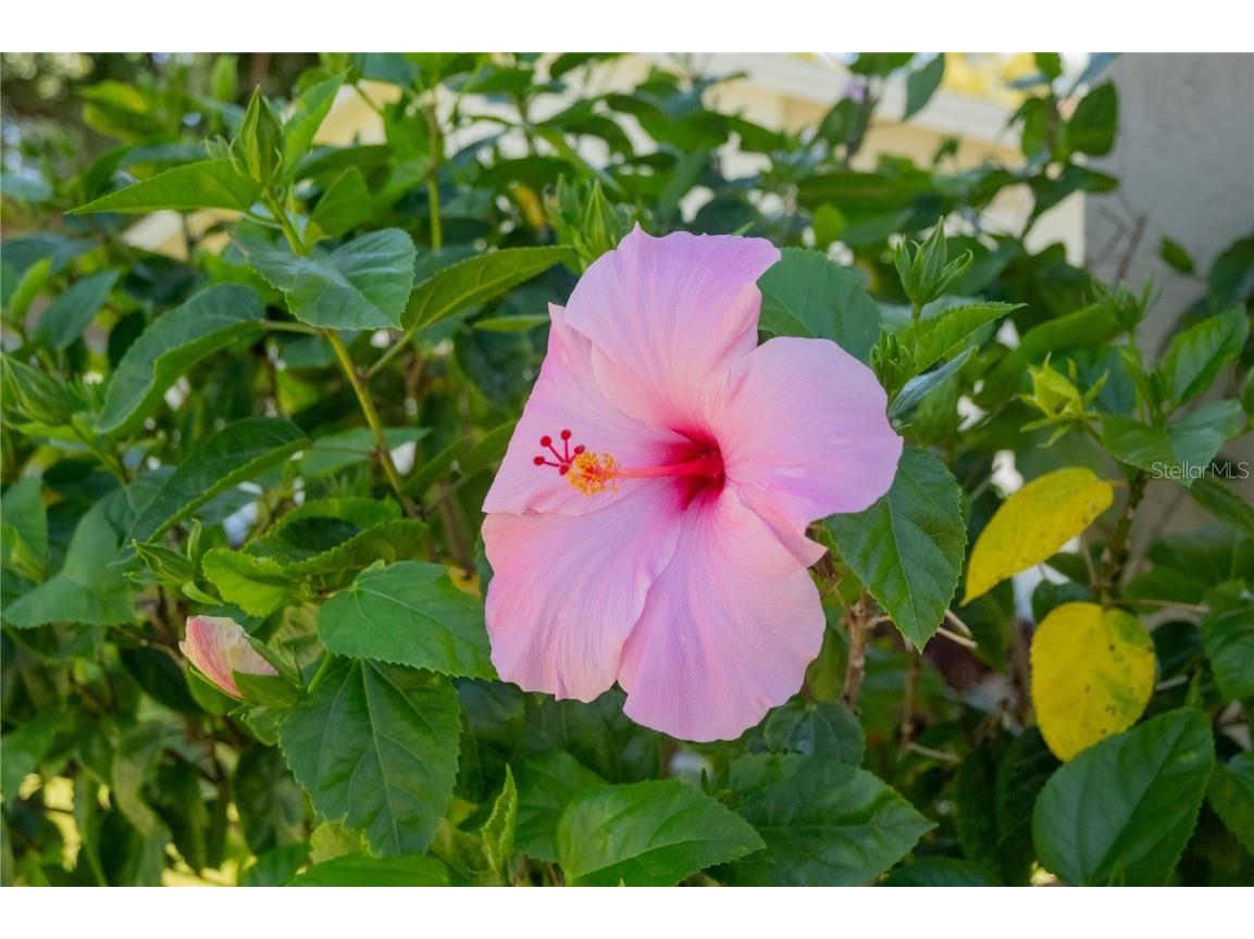 419 Bloomingfield Drive Brandon FL 33511 TB8404392 image47