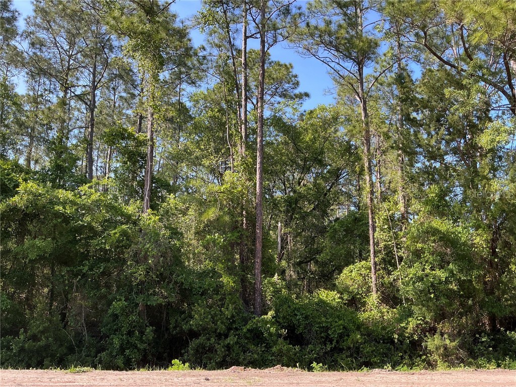 4200 Helena Street Hastings FL 32145 OM701677 image1