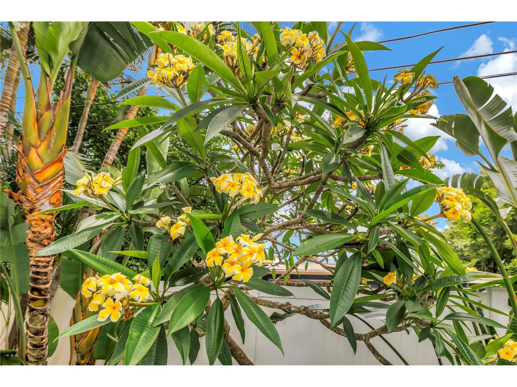 4201 27th Avenue N Saint Petersburg FL 33713 TB8517664 image11