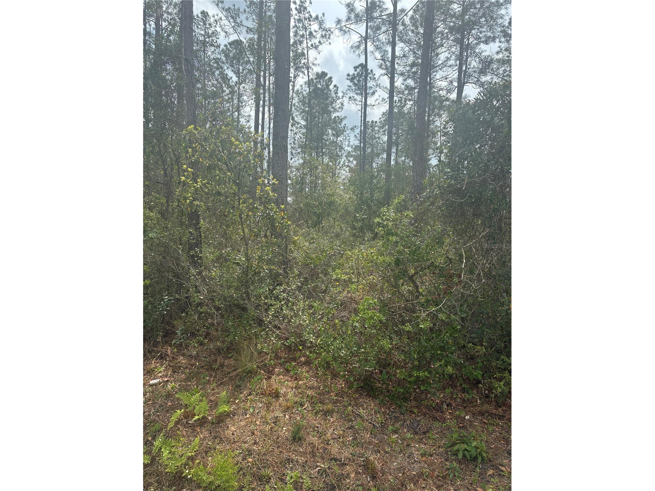 4205 Regina Street Hastings FL 32145 FC315470 image4