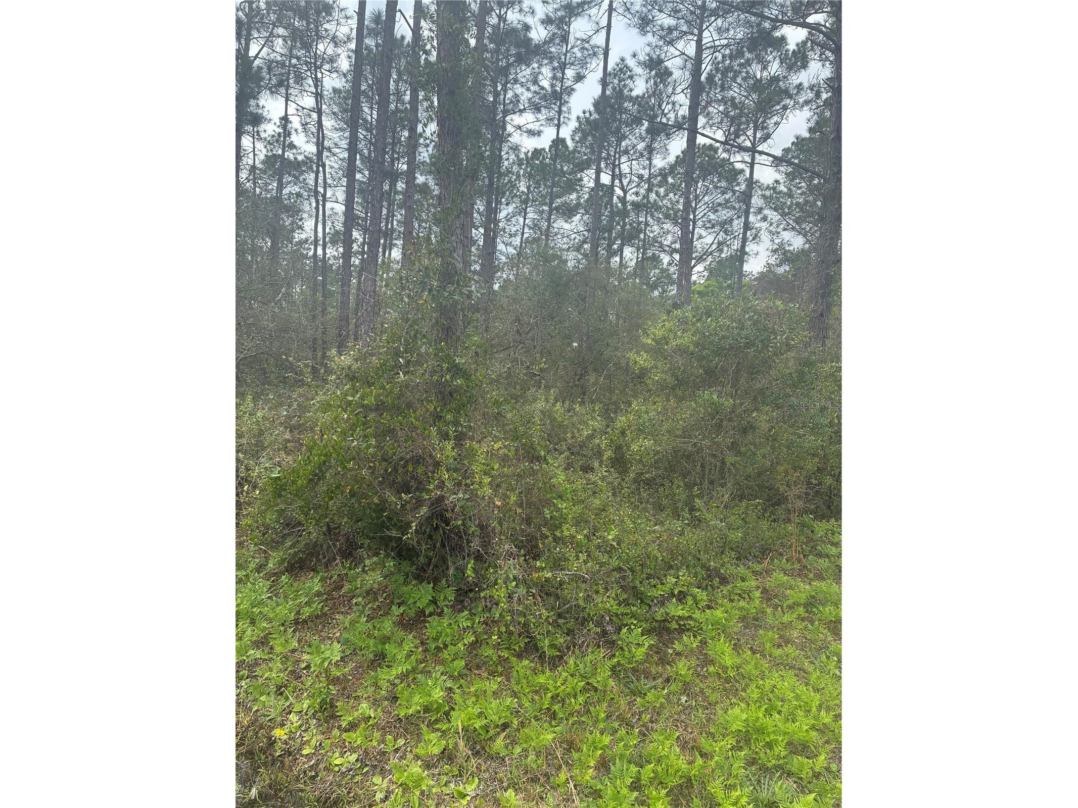 4205 Regina Street Hastings FL 32145 FC315470 image5