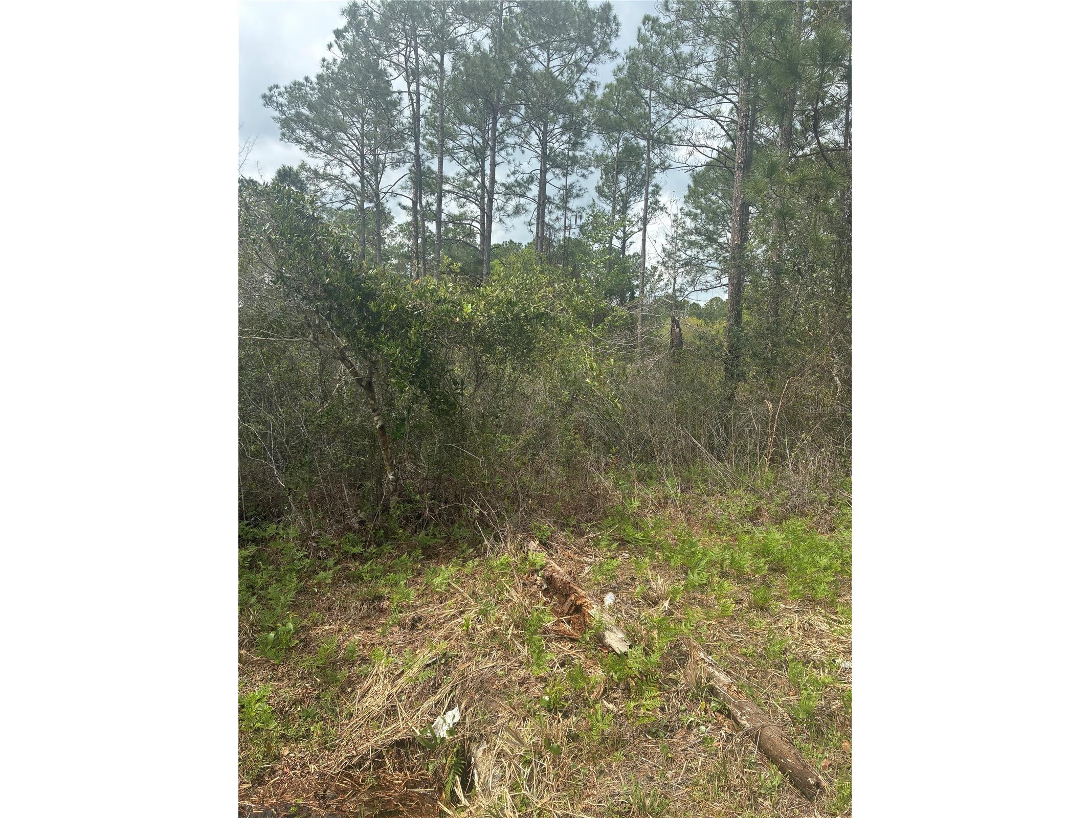 4205 Regina Street Hastings FL 32145 FC315470 image7