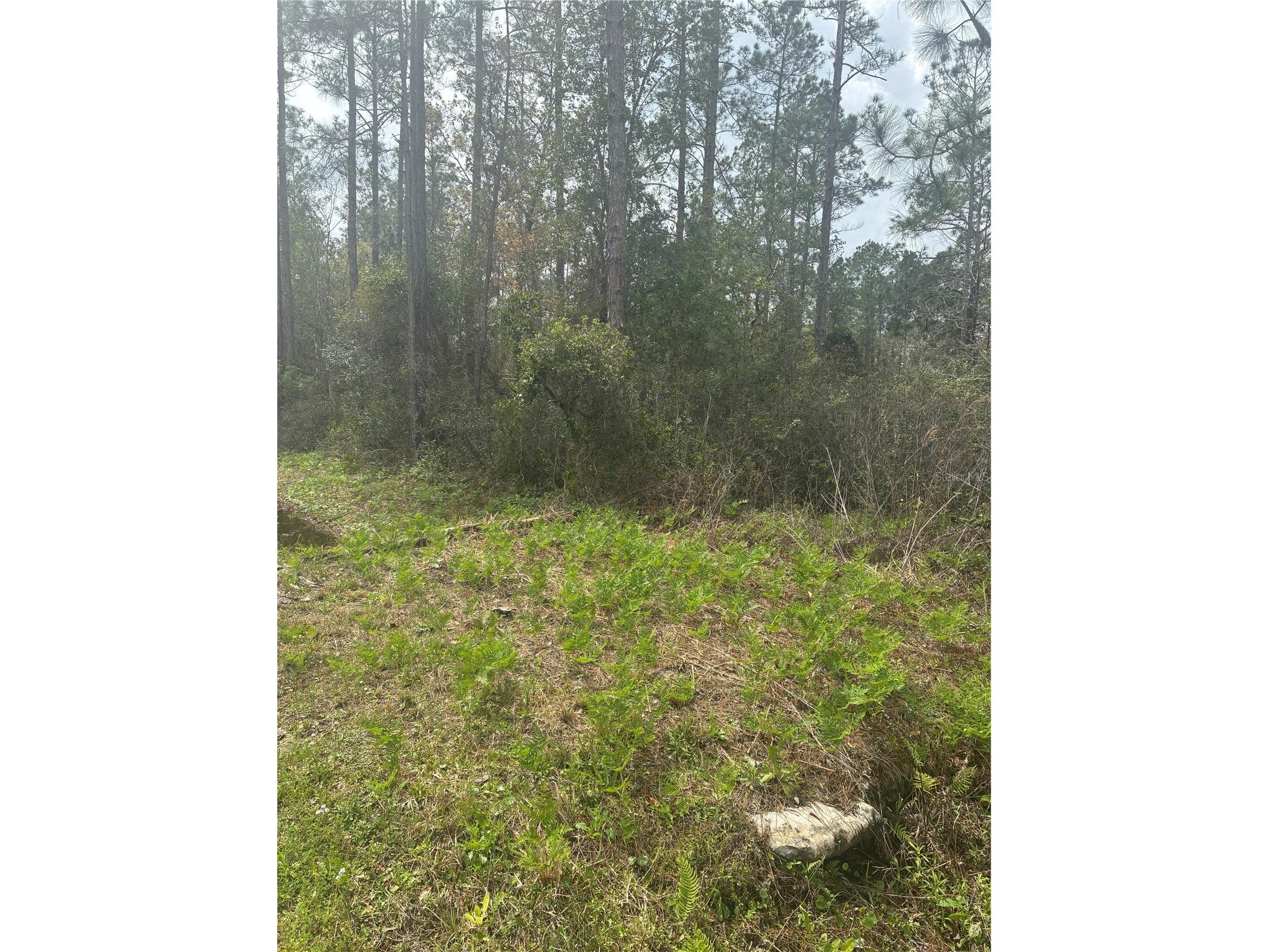 4205 Regina Street Hastings FL 32145 FC315470 image8