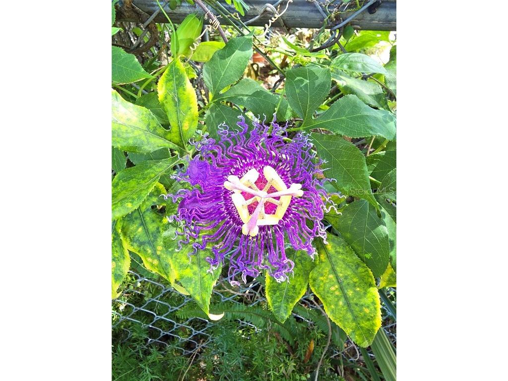 4206 Glissade Drive New Port Richey FL 34652 R4910108 image31