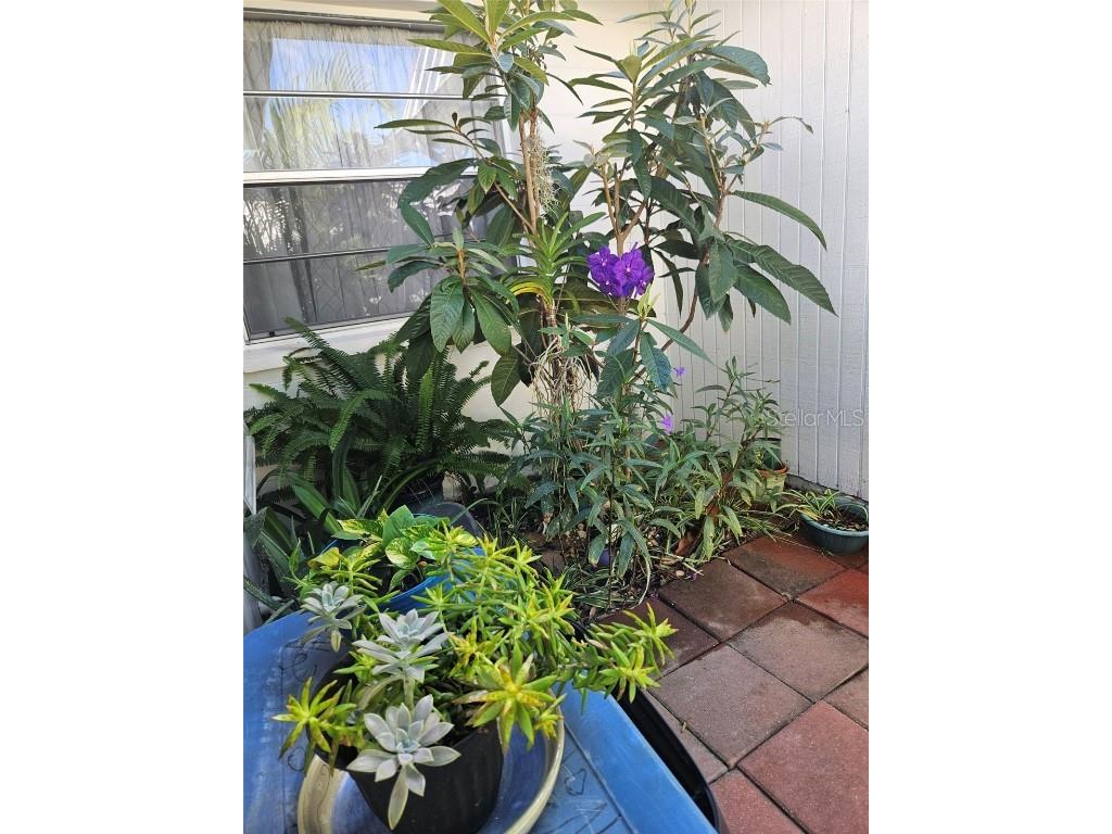 4227 Rax Place #4227 New Port Richey FL 34652 TB8417945 image37