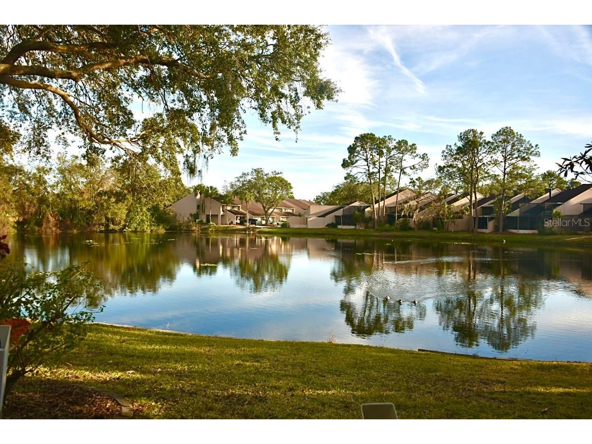 4230 Arborwood Lane Tampa FL 33618 TB8454094 image20