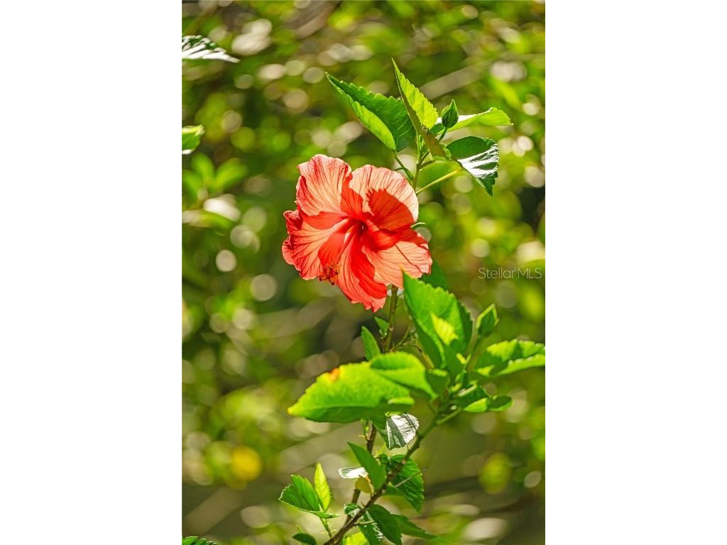 425 1st Street Kenansville FL 34739 S5130910 image21