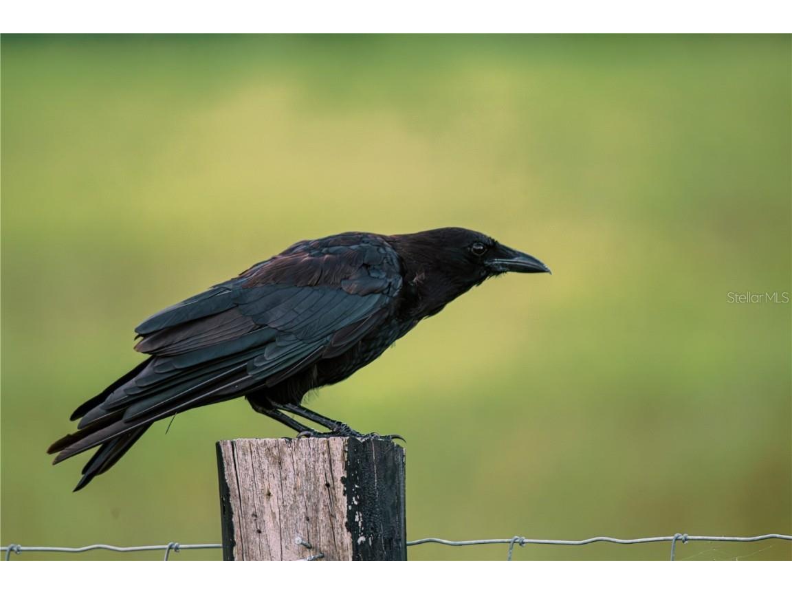 425 1st Street Kenansville FL 34739 S5130910 image25