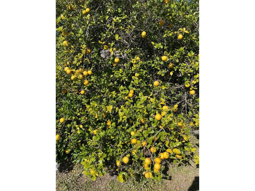 425 Cerromar Terrace #359 Venice FL 34293 A4586901 image30