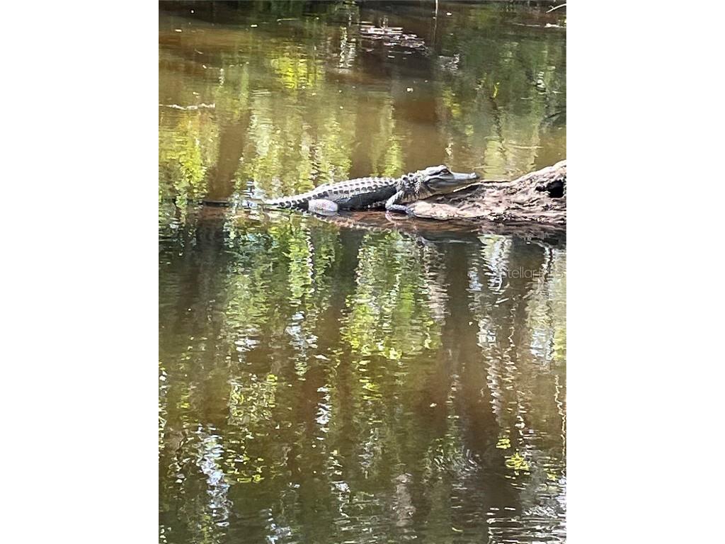 425 Cerromar Terrace #359 Venice FL 34293 A4659236 image57