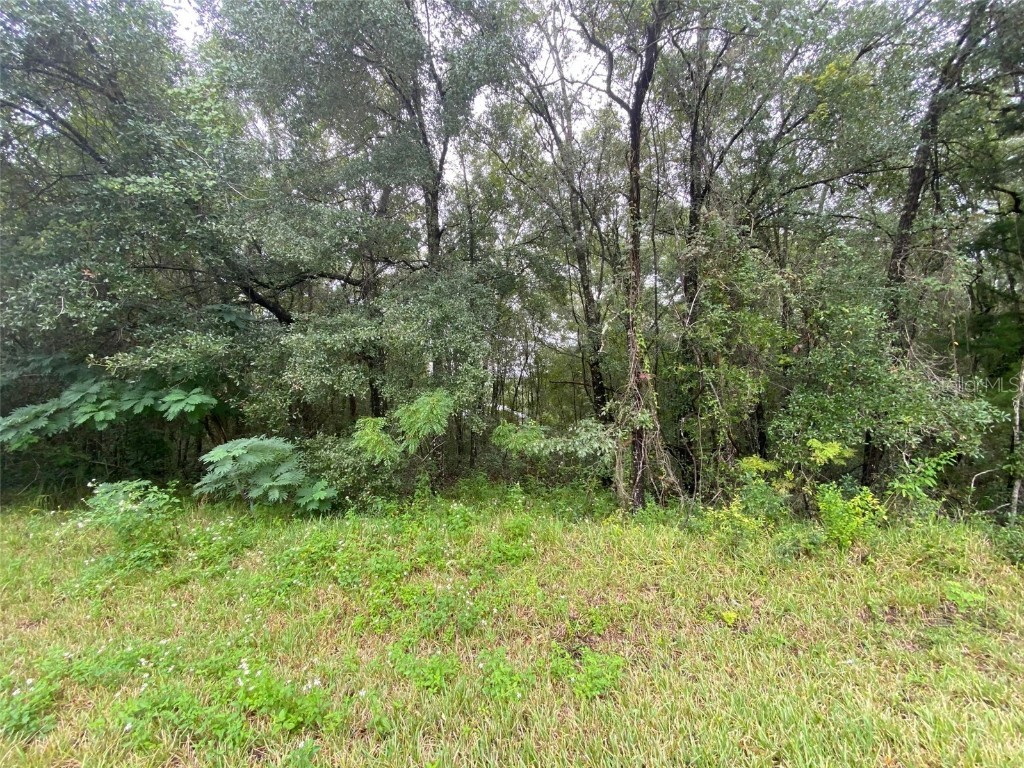 425 E Elgrove Drive Citrus Springs FL 34434 OK225551 image13