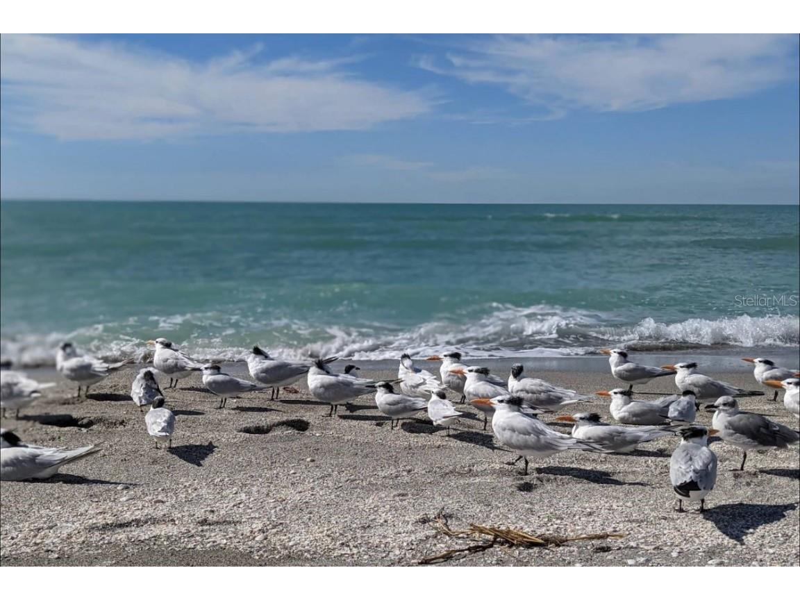 4262 Vicenza Drive #B38 Venice FL 34293 D6144989 image58