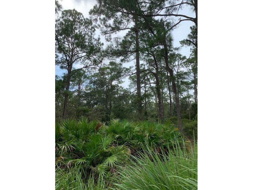 42755 State Rd 64 E Myakka City FL 34251 - MYAKKA RIVER J971449 image1