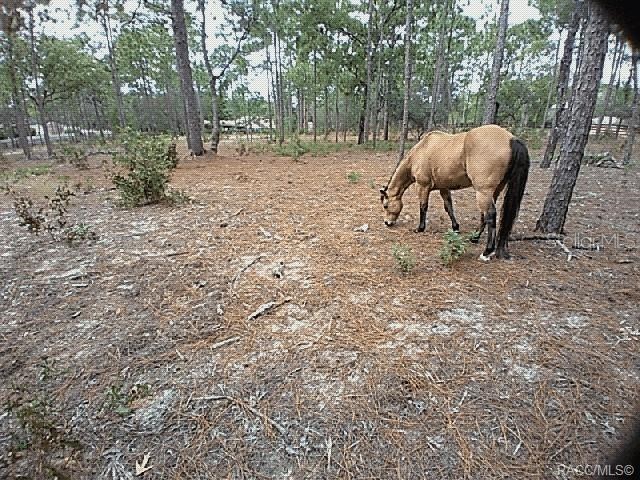 4295 N Bridger Drive Beverly Hills FL 34465 TB8465431 image76