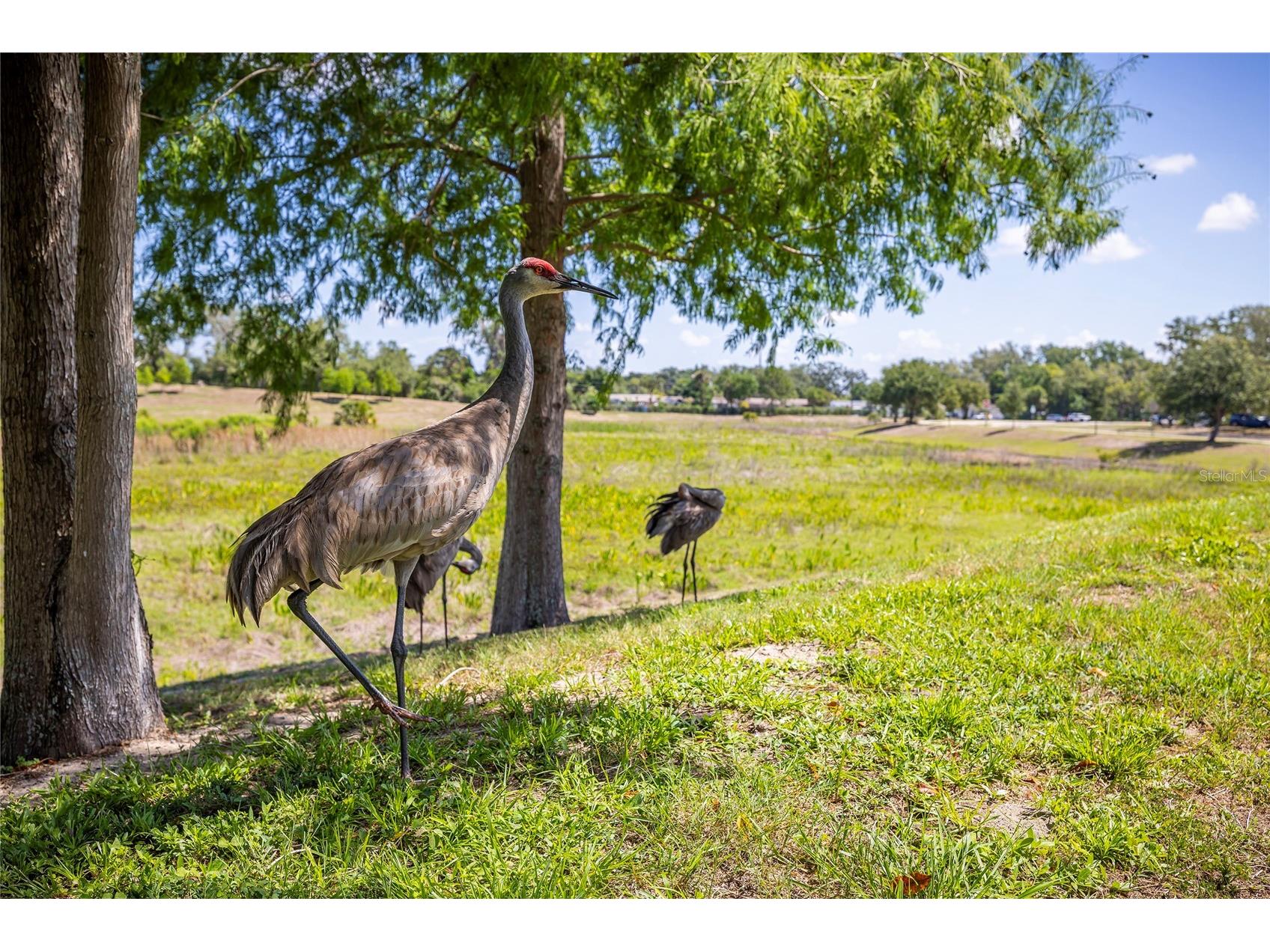 4298 Harbour Palm Drive Holiday FL 34691 TB8530575 image34