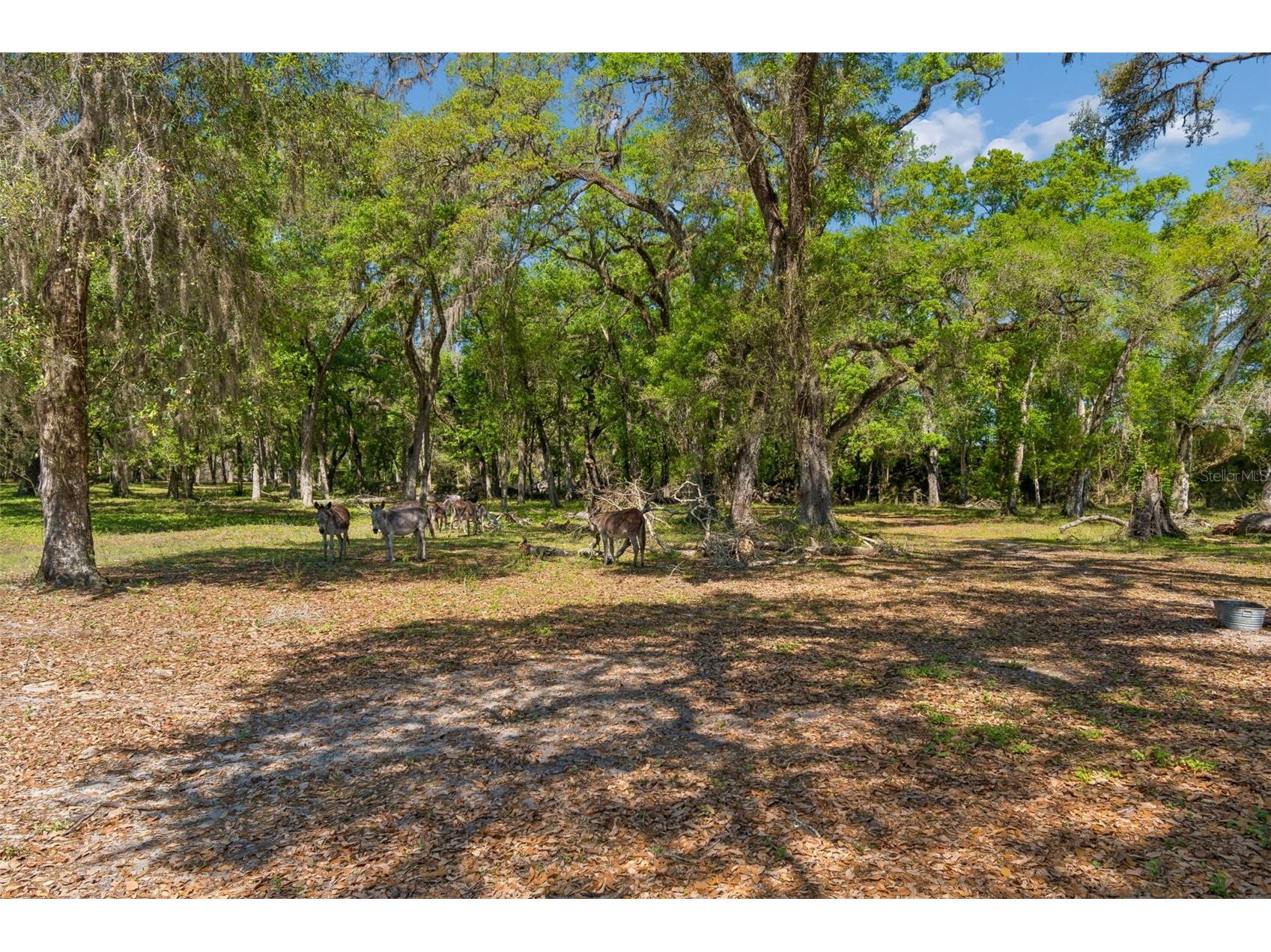 4300 Cr 673 Bushnell FL 33513 TB8491648 image83