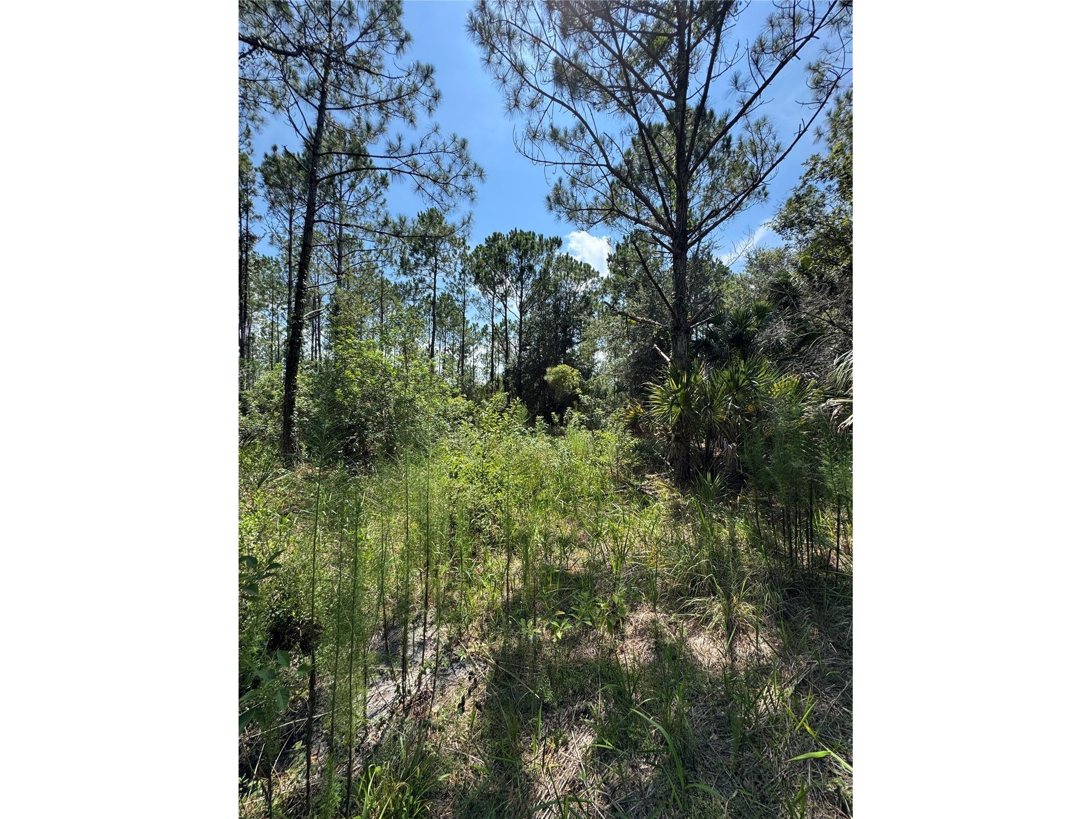 4300 Justa Road Mims FL 32754 O6387999 image8