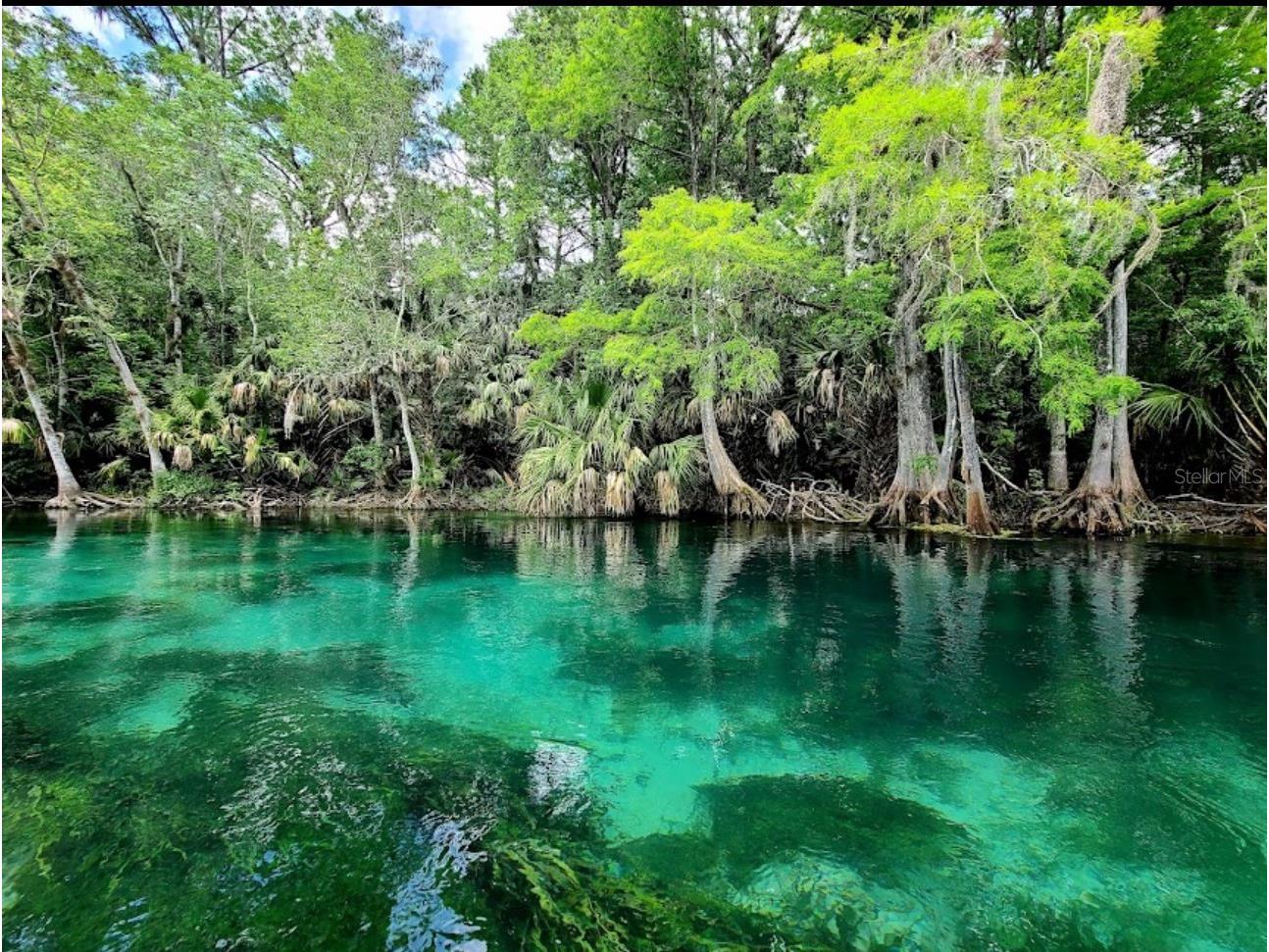 4300 NE 132nd Court Silver Springs FL 34488 OM726066 image46