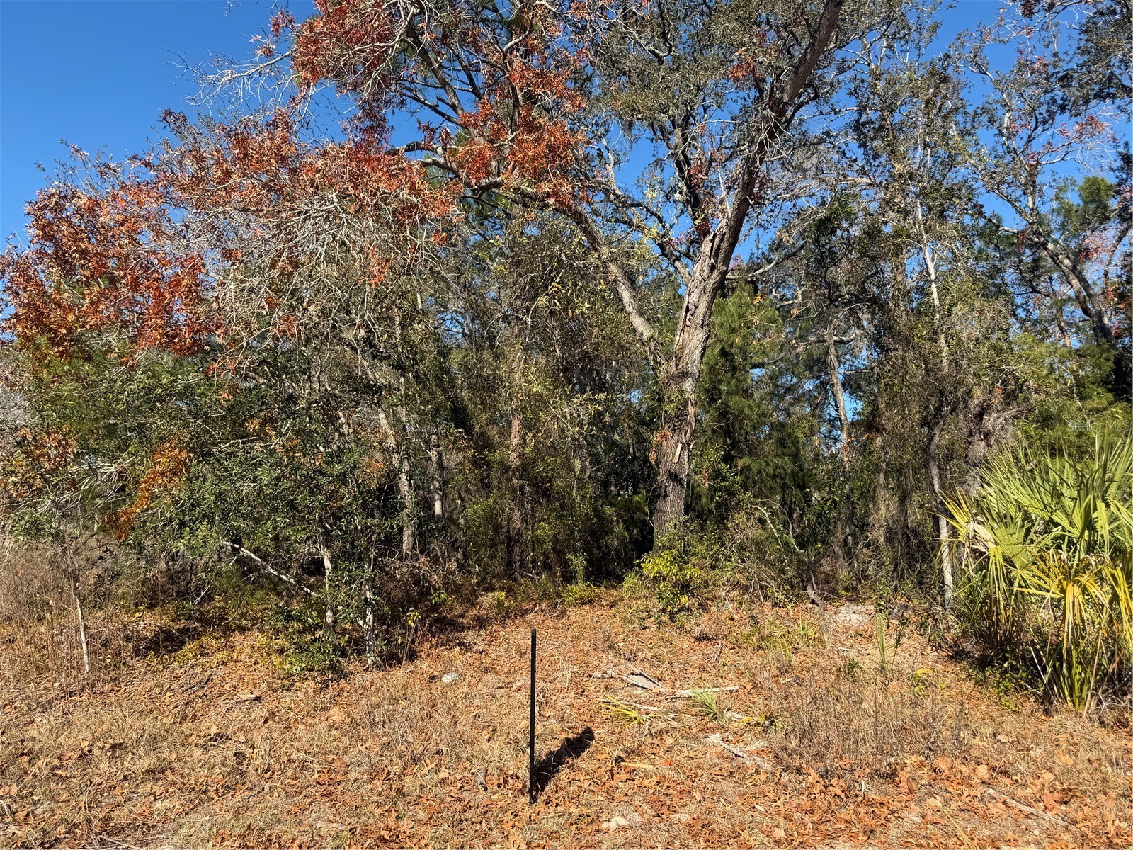 4307 Castle Avenue Spring Hill FL 34609 TB8470574 image2