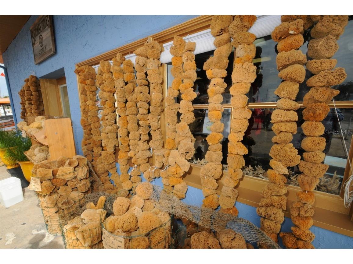 431 Grand Boulevard Tarpon Springs FL 34689 TB8448167 image39