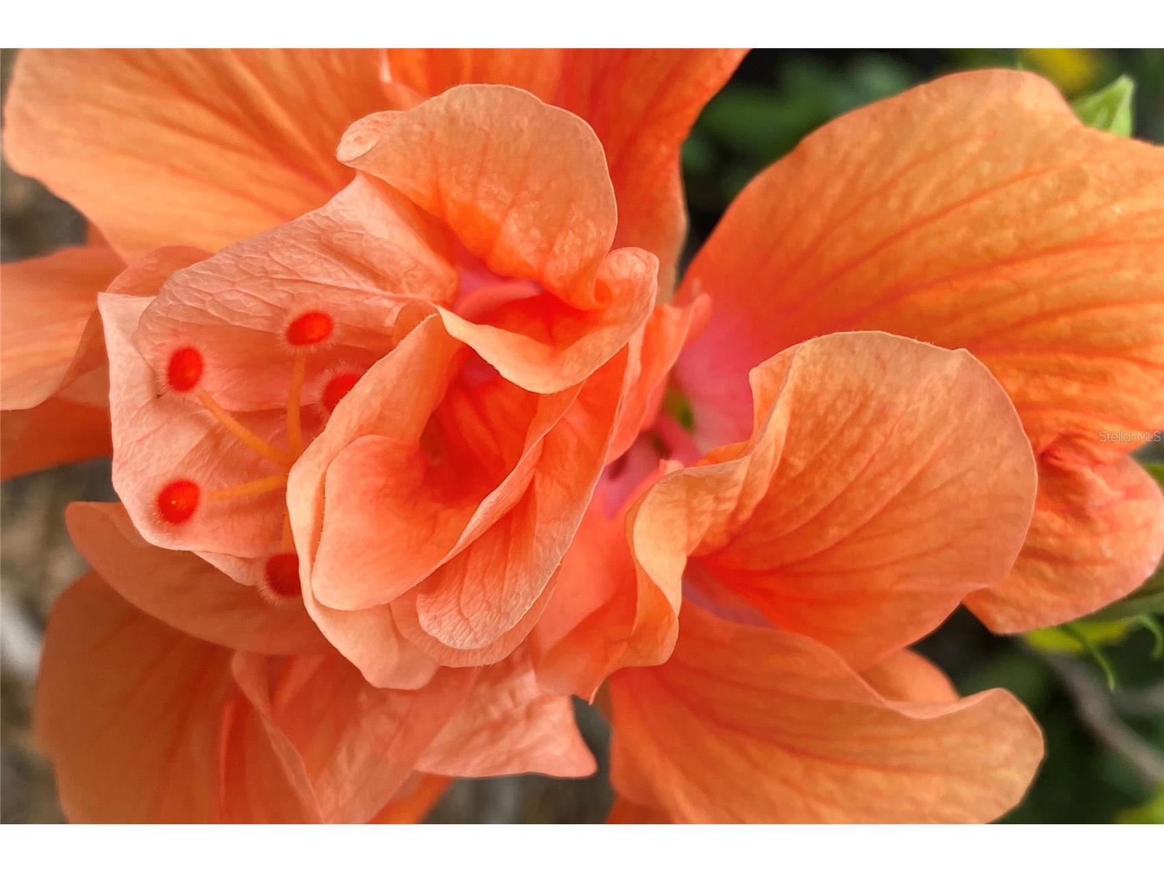 431 Kettle Harbor Drive Placida FL 33946 - KETTLE HARBOR D6146917 image48