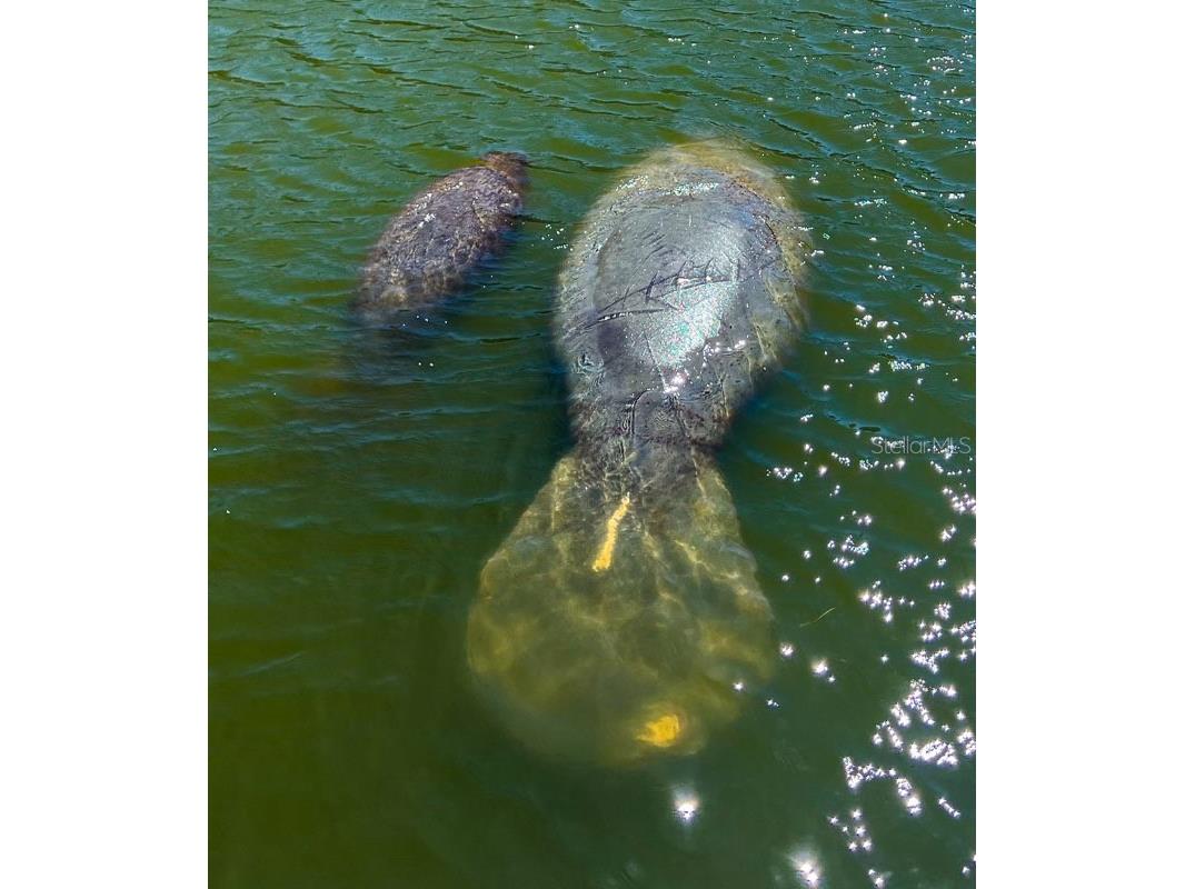 4310 Falmouth Drive #102 Longboat Key FL 34228 - SARASOTA BAY A4679011 image87