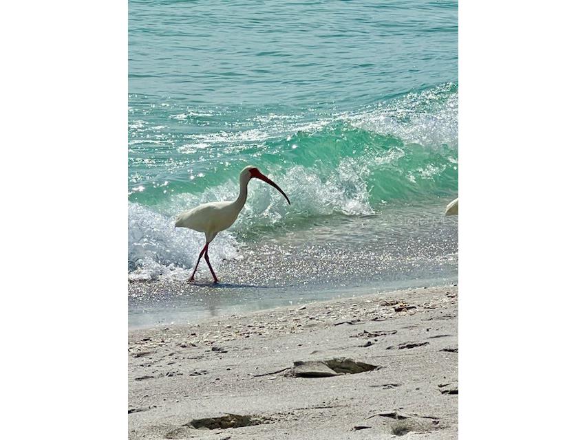 4310 Falmouth Drive #102 Longboat Key FL 34228 - SARASOTA BAY A4679011 image91