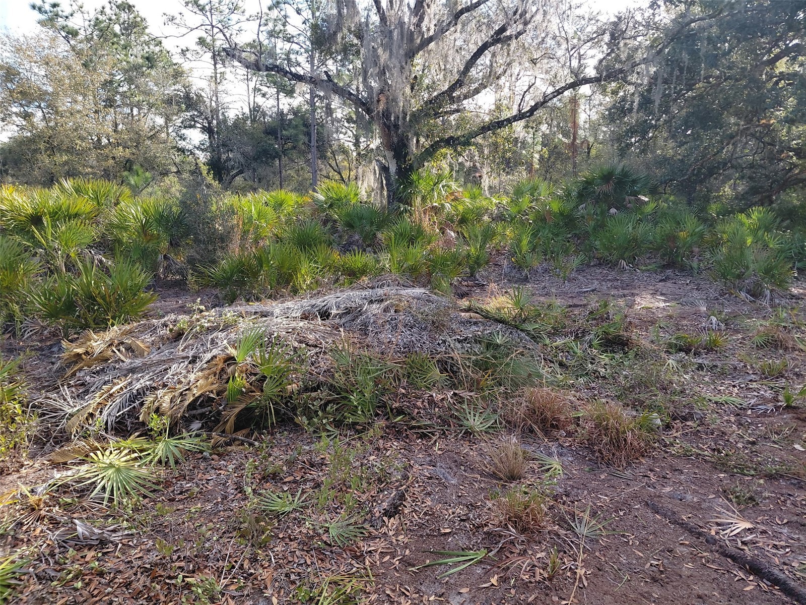 4311 Gardenia Drive Indian Lake Estates FL 33855 - LAKE WALK IN WATER O6390722 image4