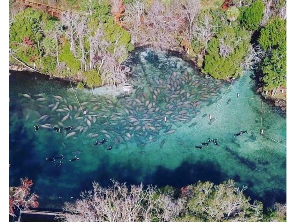 4331 S Marcan Terrace Homosassa FL 34446 OM680683 image12