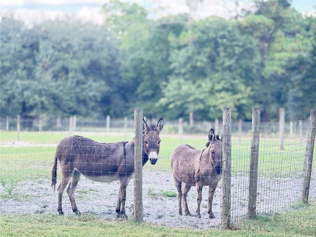 4334 Lori Loop Road Keystone Heights FL 32656 FC312772 image3