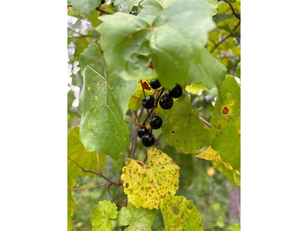 4343 W State Highway 100 Bunnell FL 32110 FC309279 image92