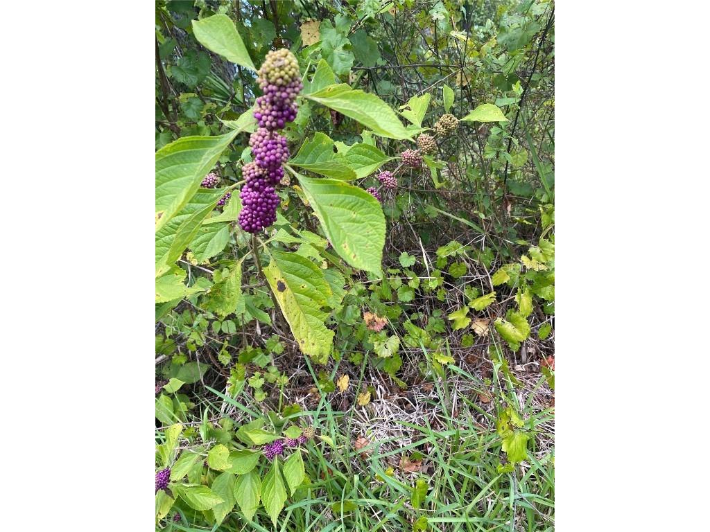 4343 W State Highway 100 Bunnell FL 32110 FC309279 image94