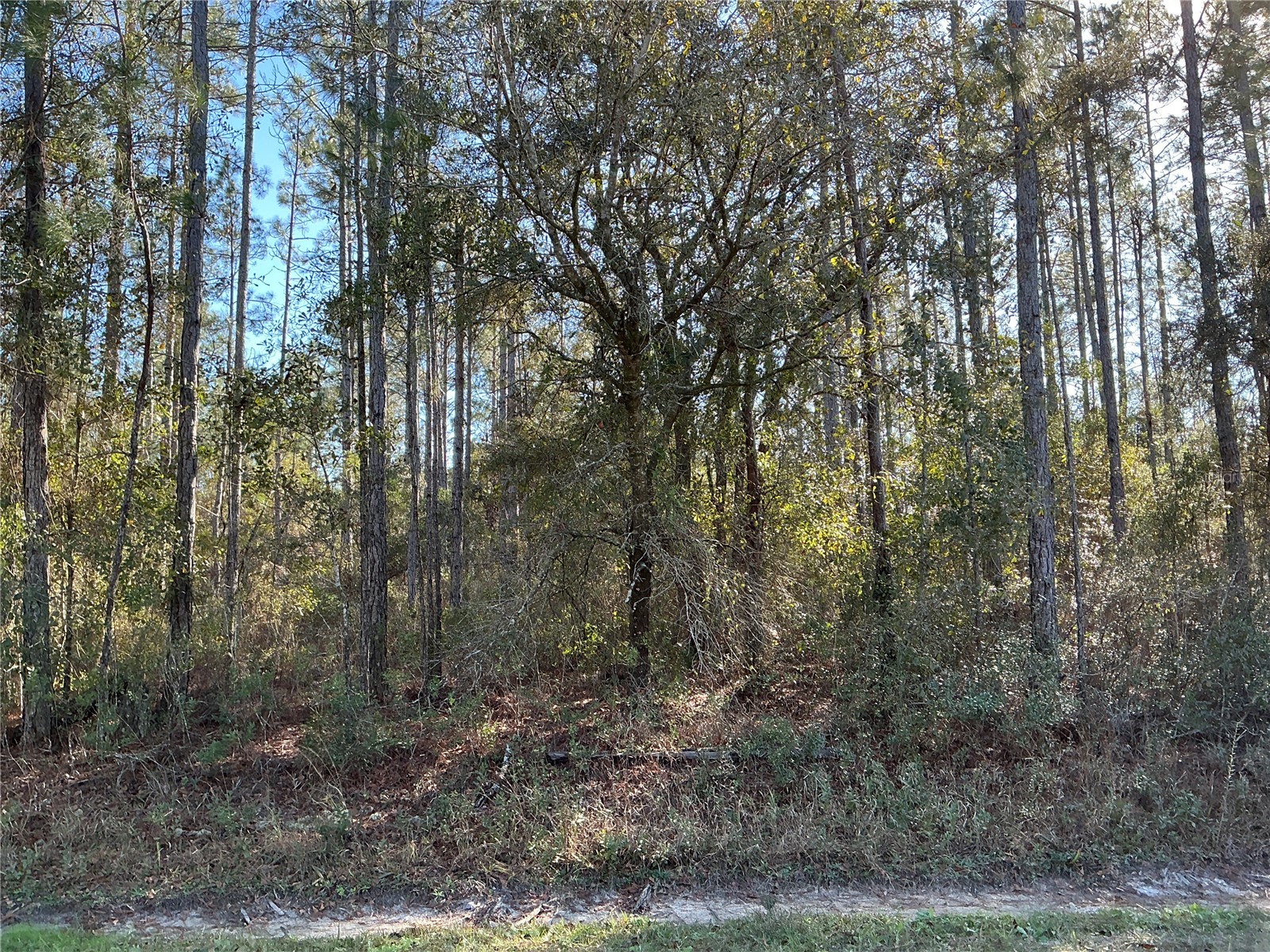 4345 Benedict Street Hastings FL 32145 OM718842 image1
