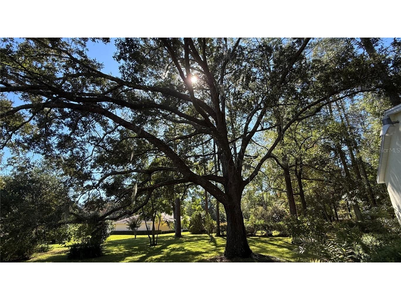 436 NE 61st Terrace Ocala FL 34470 OM712735 image33