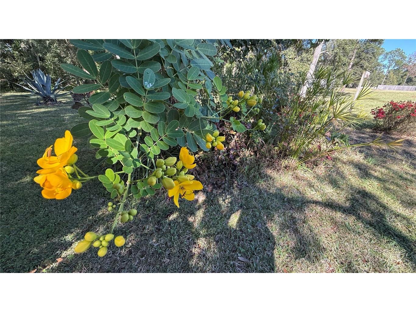 436 NE 61st Terrace Ocala FL 34470 OM712735 image37