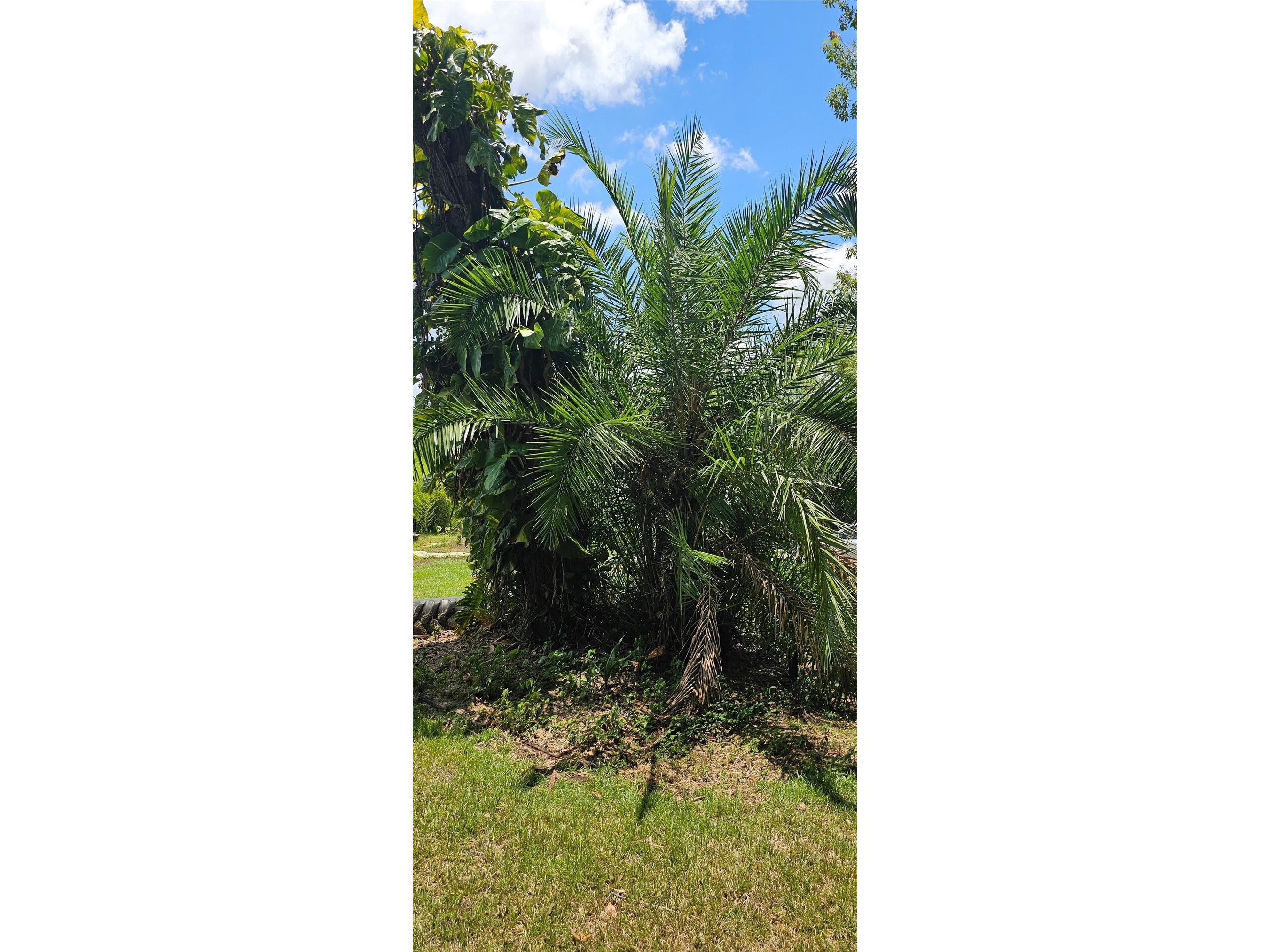 4375 Lindsey Loop Dover FL 33527 T3541294 image30