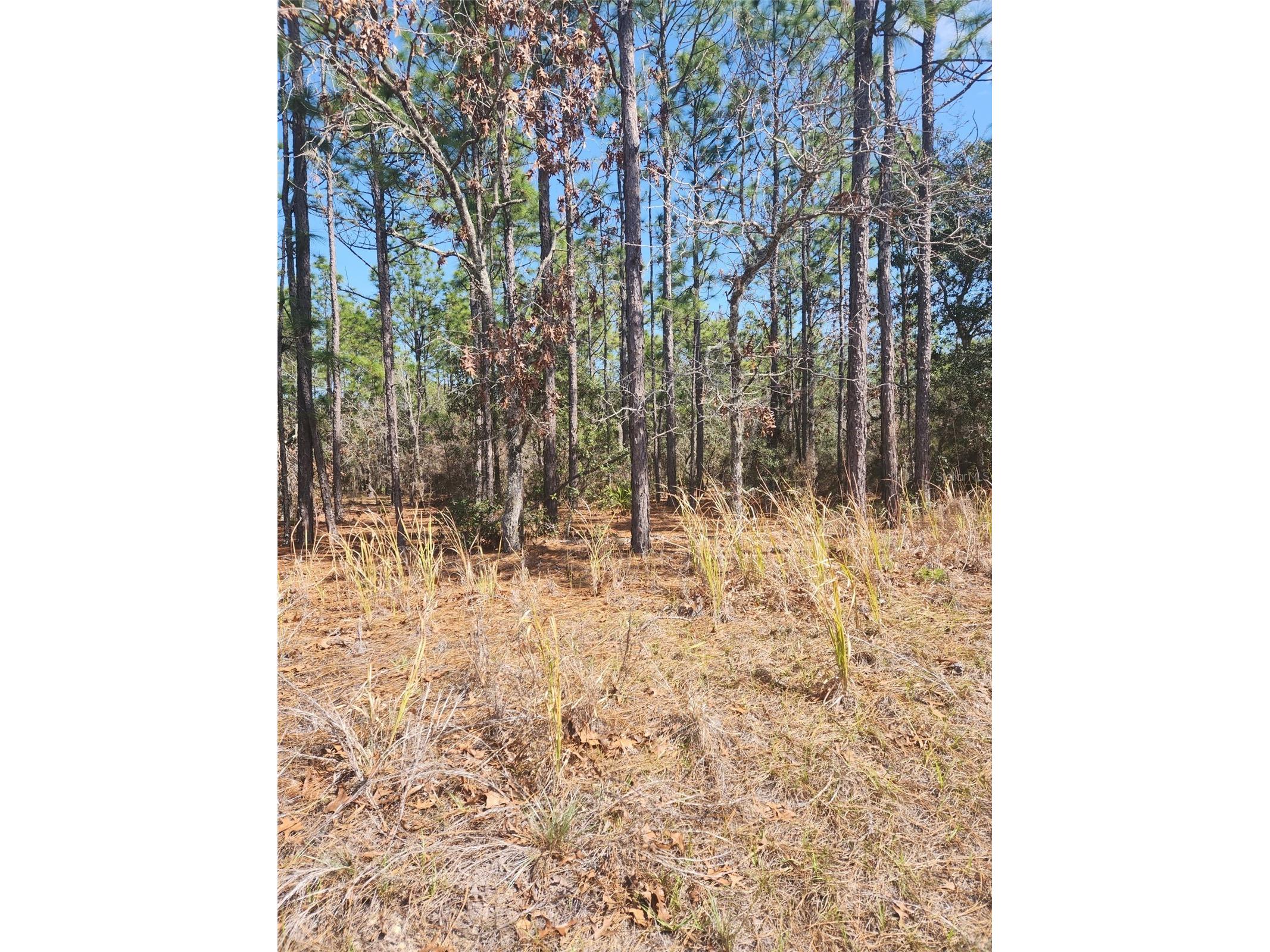 4379 N Baywood Drive Beverly Hills FL 34465 TB8457124 image1