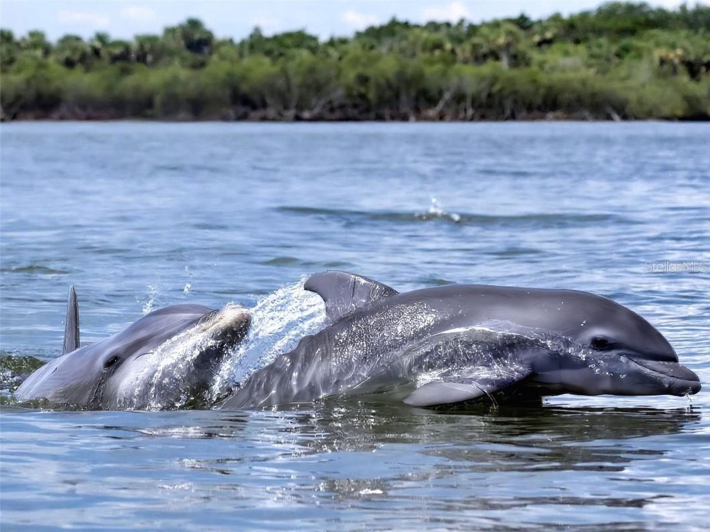 438 Bouchelle Drive #105 New Smyrna Beach FL 32169 O6356628 image35