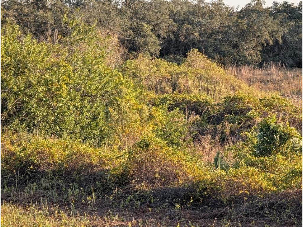 4381 Mammoth Grove Road Lake Wales FL 33898 TB8448928 image15