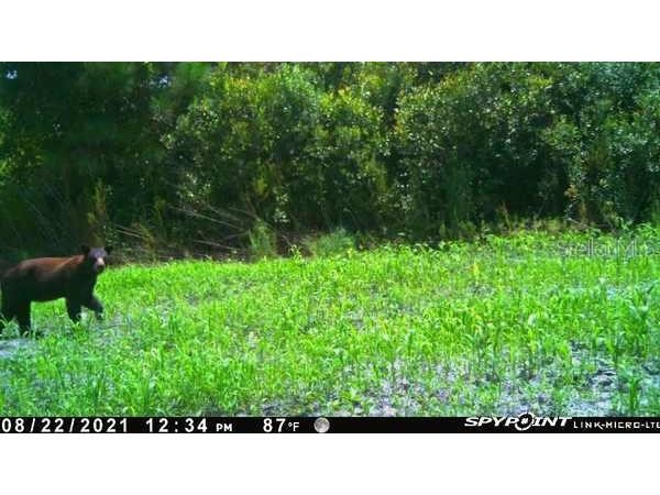 43820 Redlands Drive Deland FL 32720 S5153233 image13