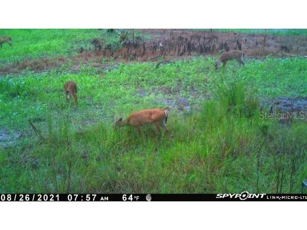 43820 Redlands Drive Deland FL 32720 S5153233 image14
