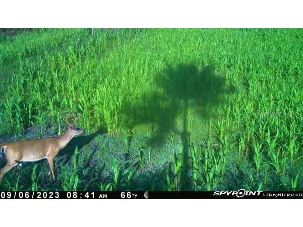 43820 Redlands Drive Deland FL 32720 S5153233 image19