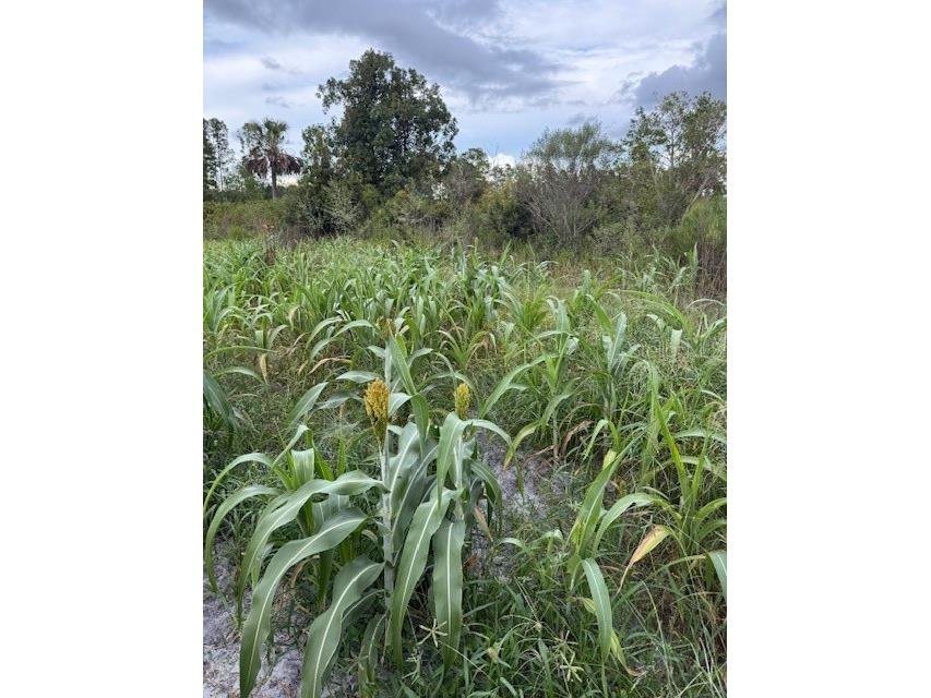 43820 Redlands Drive Deland FL 32720 S5153233 image39