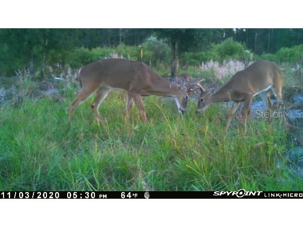 43820 Redlands Drive Deland FL 32720 S5153233 image9