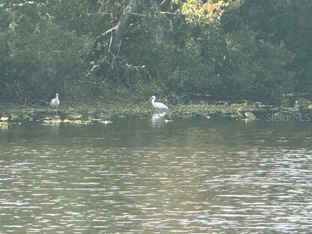 440 Lakeview Drive Oldsmar FL 34677 TB8454195 image4