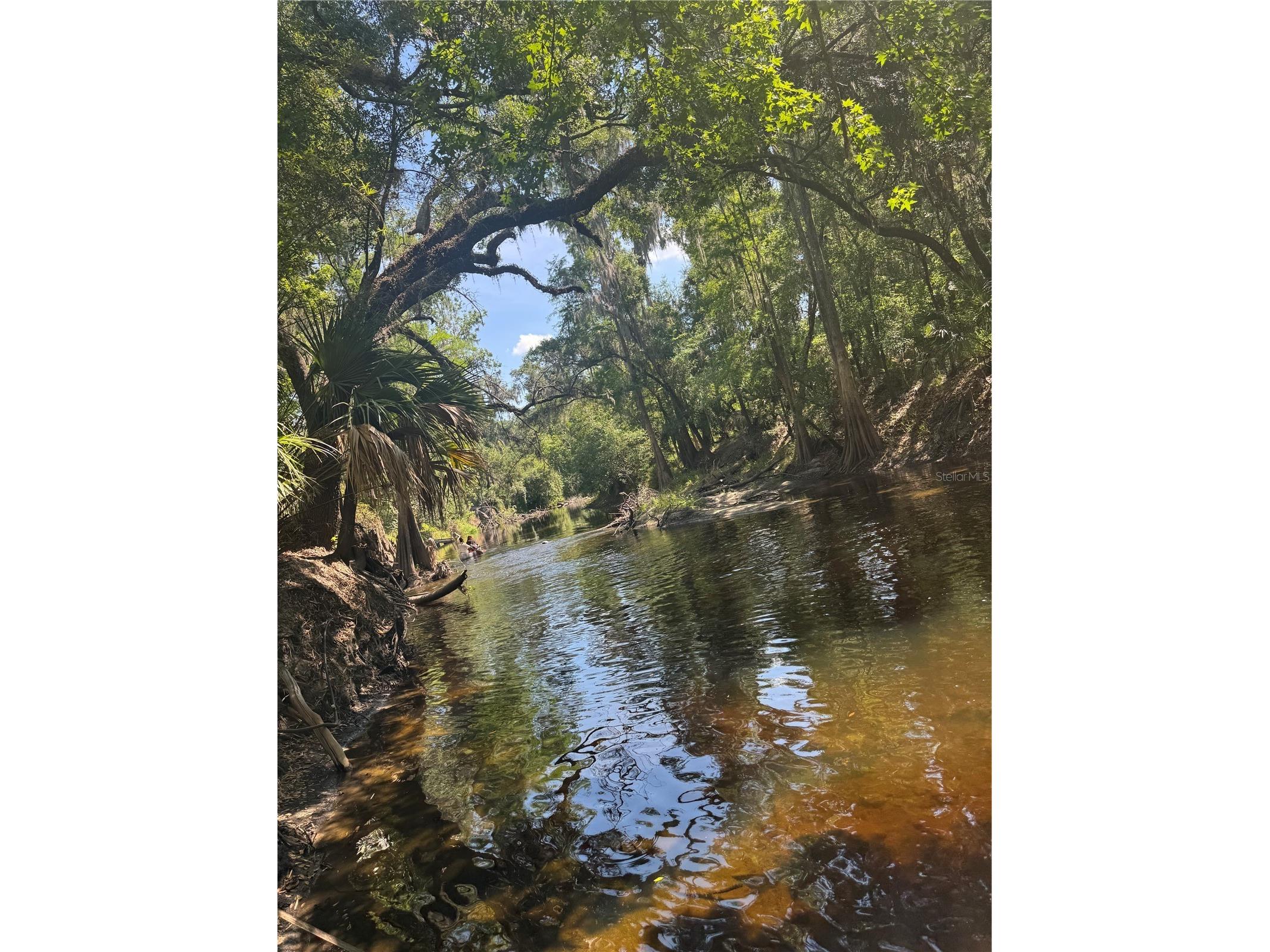 4405 Coconut Cove Place Valrico FL 33596 - ALAFIA RIVER TB8516566 image6